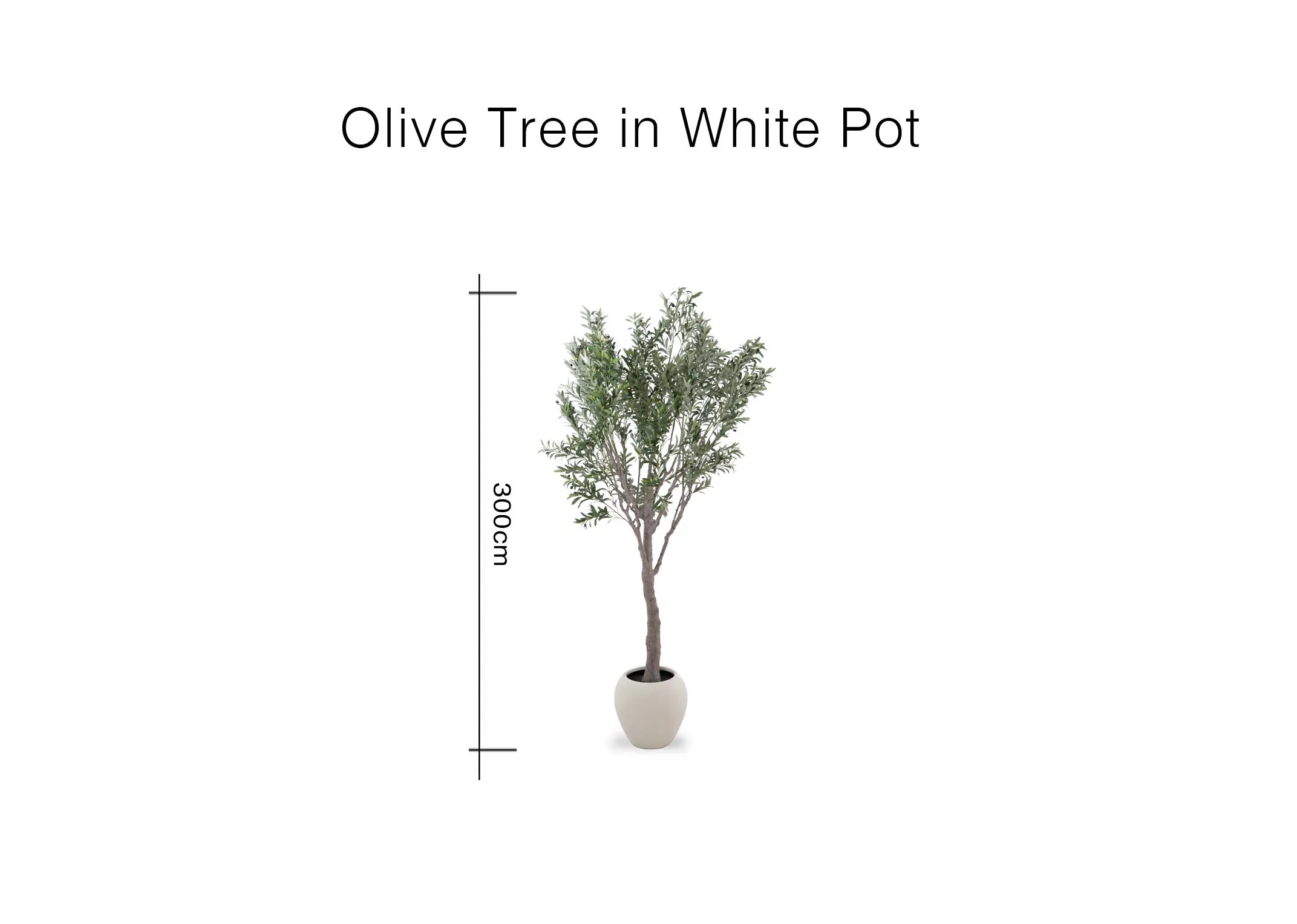 A dimension image of the Olive Tree with 300cm