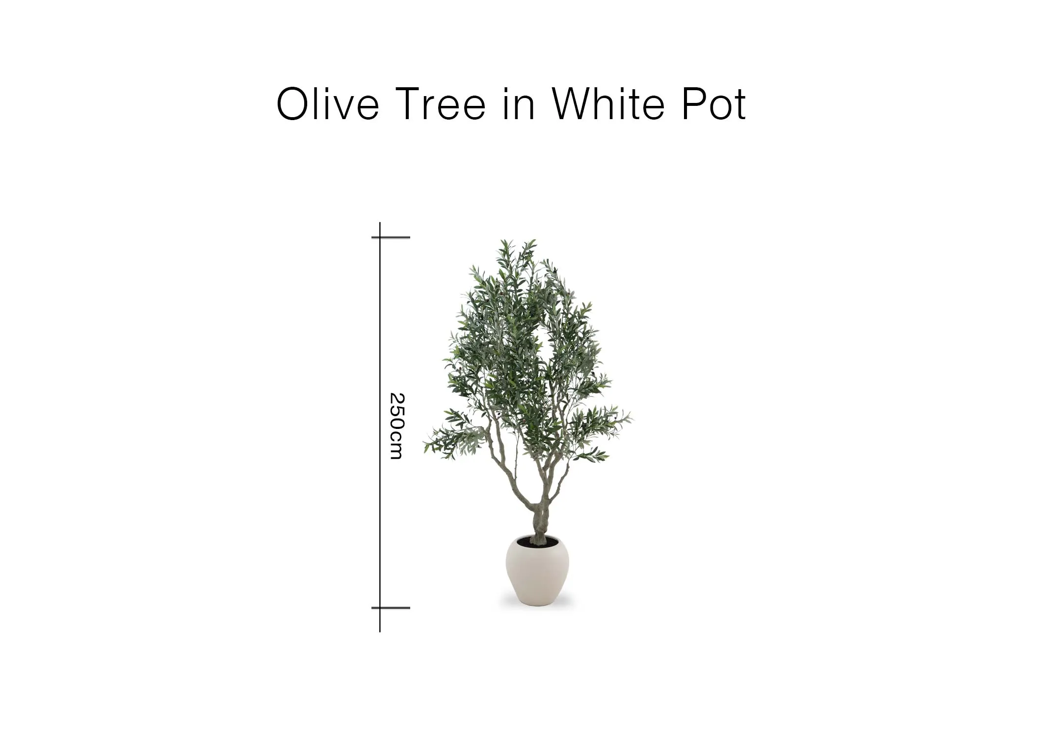 A dimension image of the Olive tree with 250cm