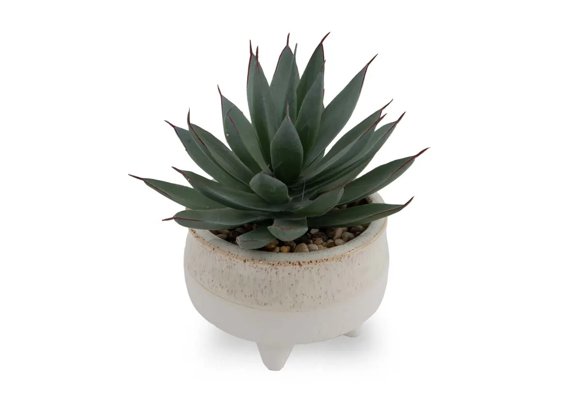 Green Plant in Cream Pot - Echeveria