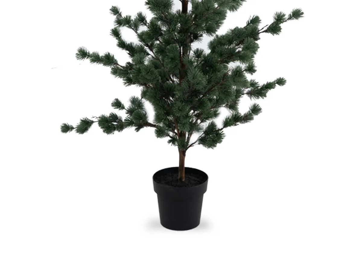 A dimension image of the Cedar Pine in Pt plant with 150cm