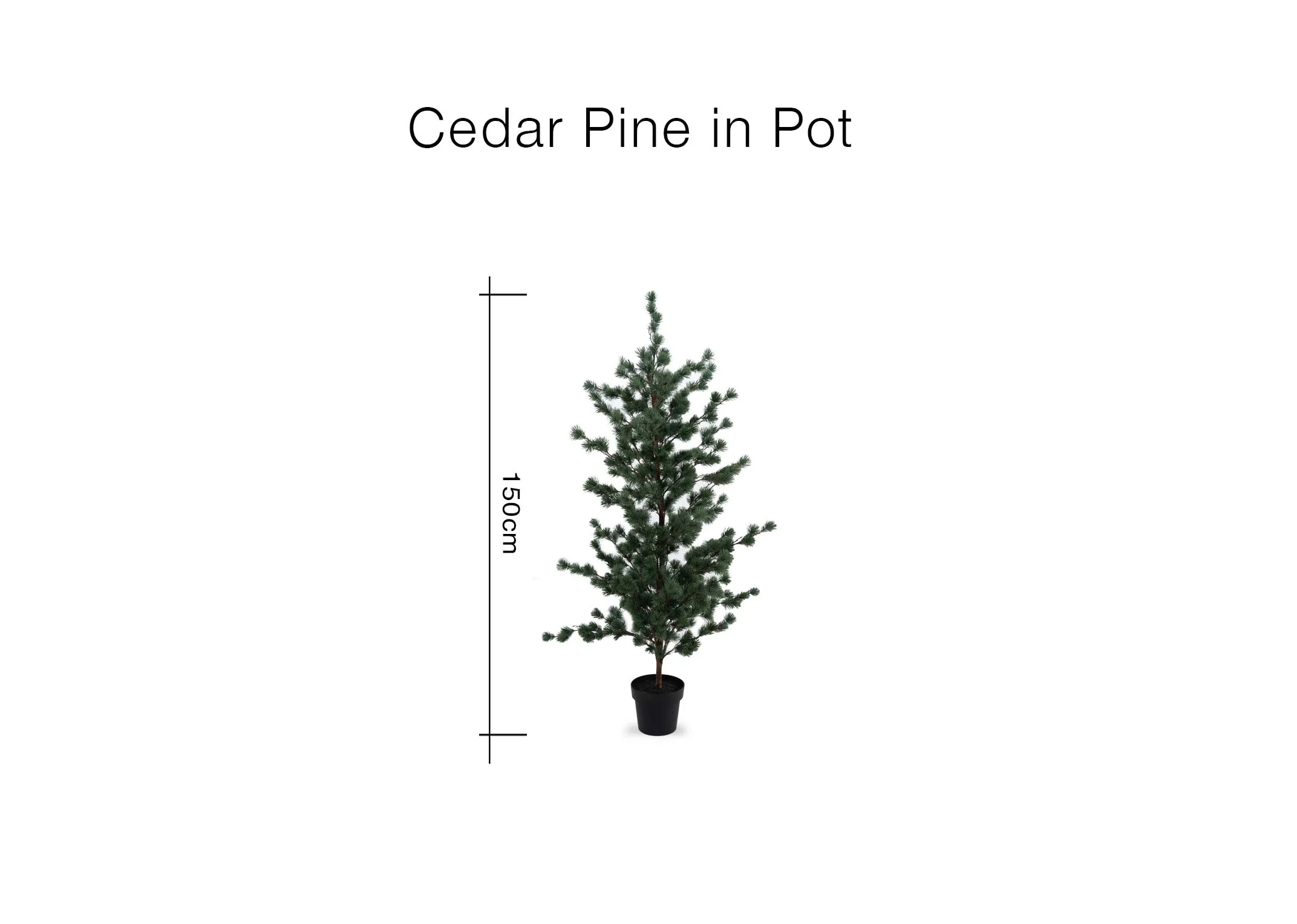 A dimension image of the Cedar Pine in Pt plant with 150cm
