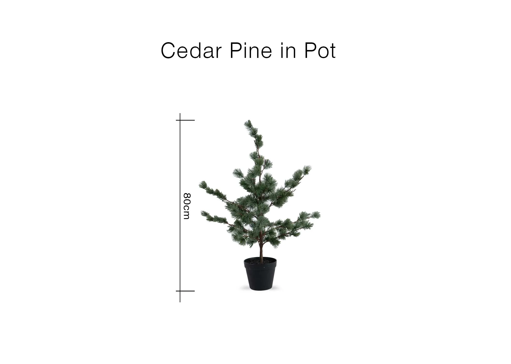 A dimension image of the Cedar Pine plant with 80cm
