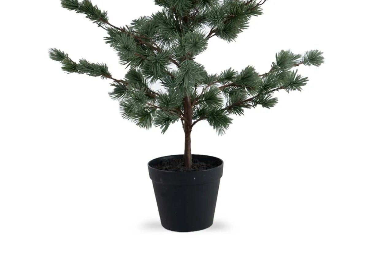 A dimension image of the Cedar Pine plant with 80cm