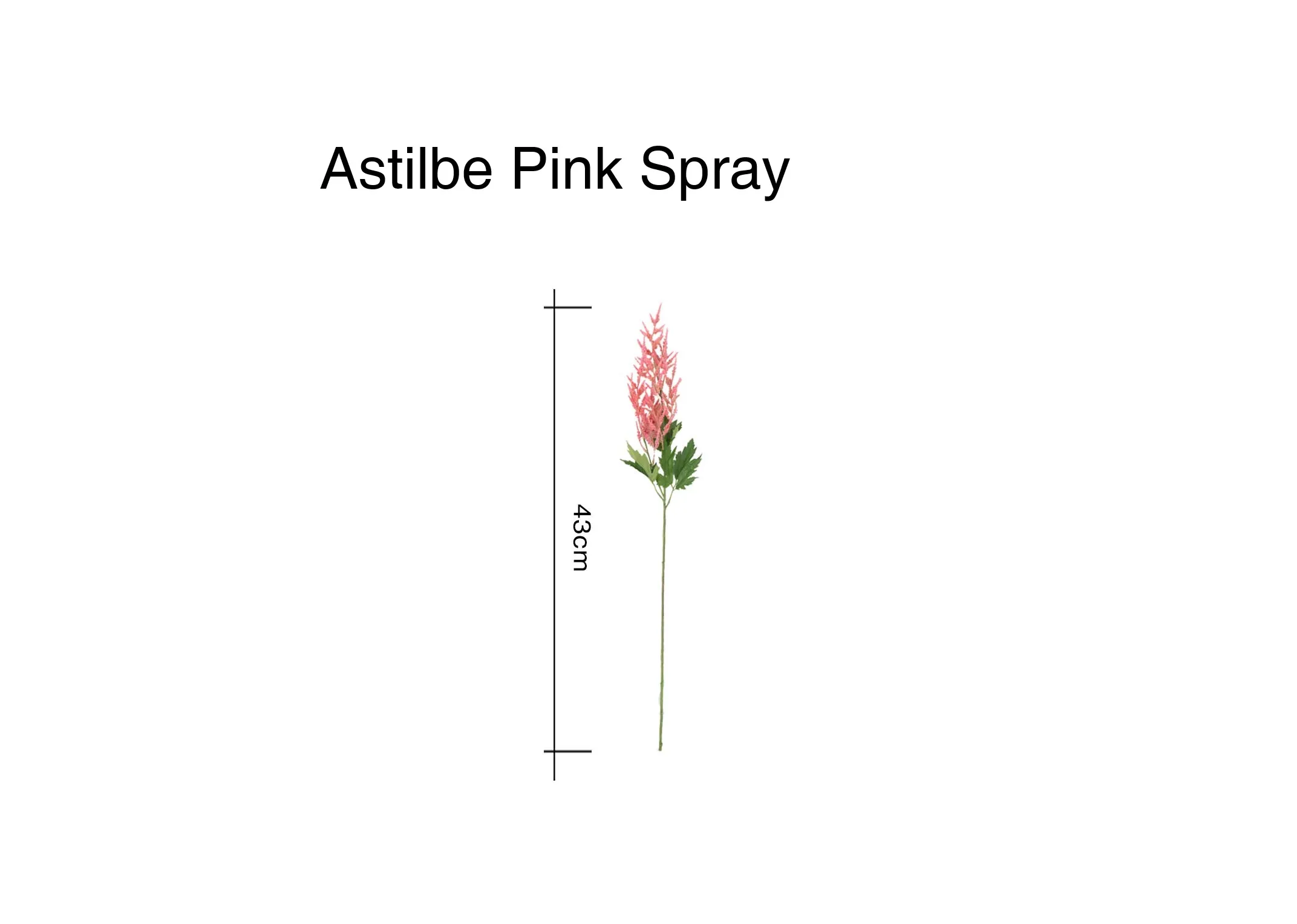 A dimension image of the Astilbe Spray with 43cm