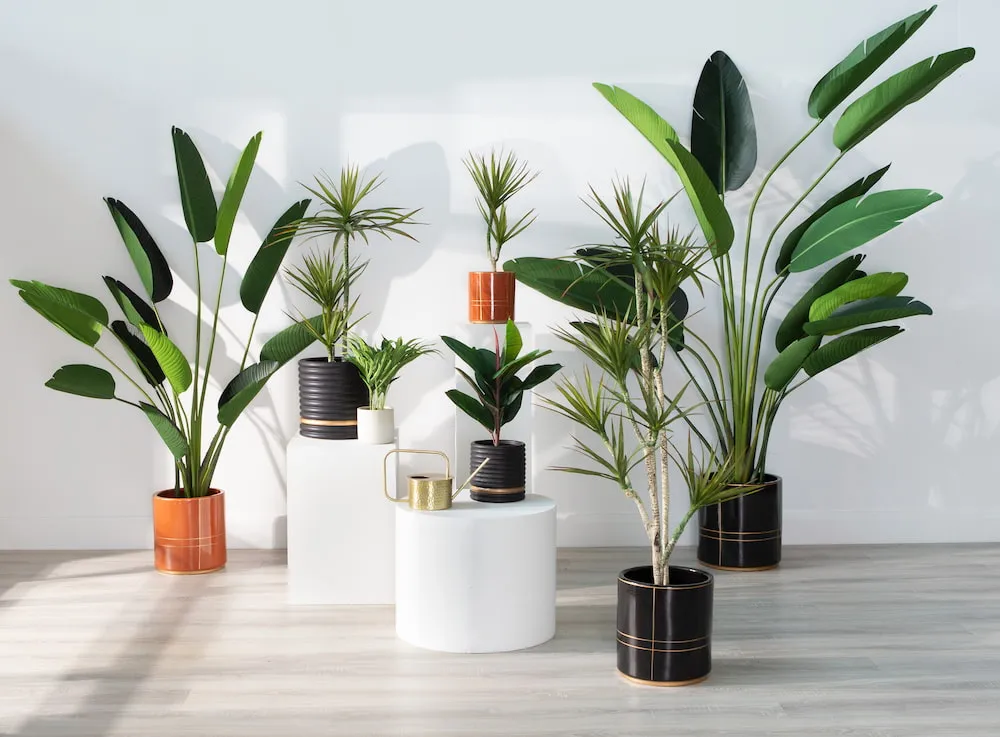 What Is Biophilic Design? & How To Implement It