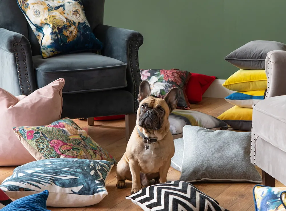 Summer Pet Care: How To Keep Pets Cool & Your Home Clean