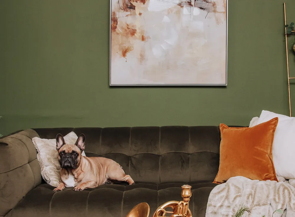 5 Best Pet-Friendly Sofas For You & Your Furry Friend To Snuggle Up On 