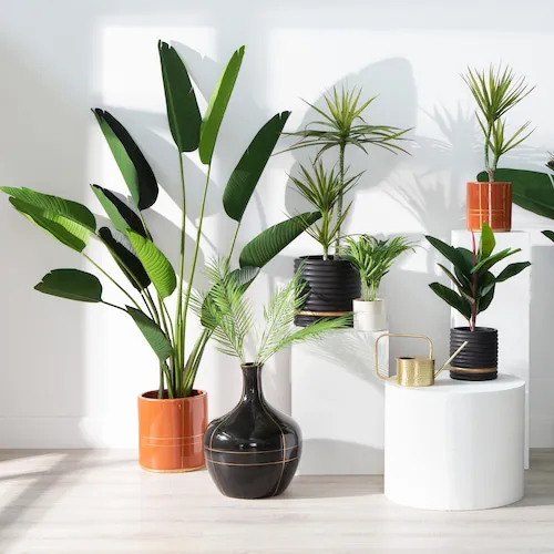 A selection of plants. EZ Living Furniture.