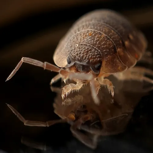 A microscopic view of bed bugs.