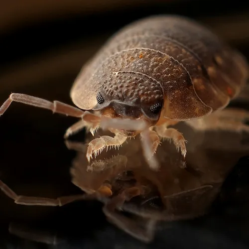 Dust mites 