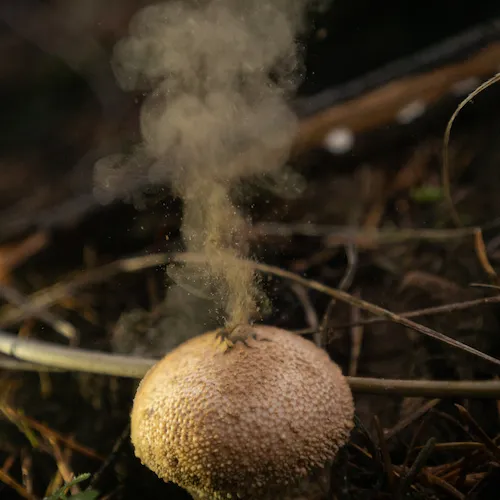 Mushroom mould 