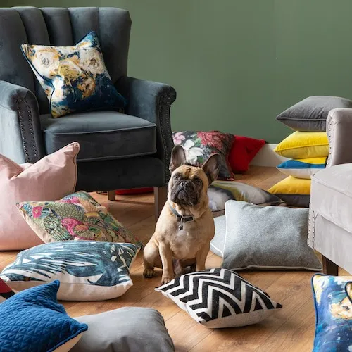 French bulldog among cushions and armchair.