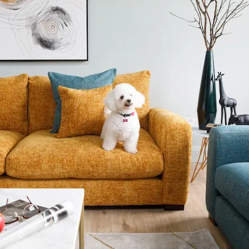 White dog on Yellow Mustard EZ Living Furniture sofa.