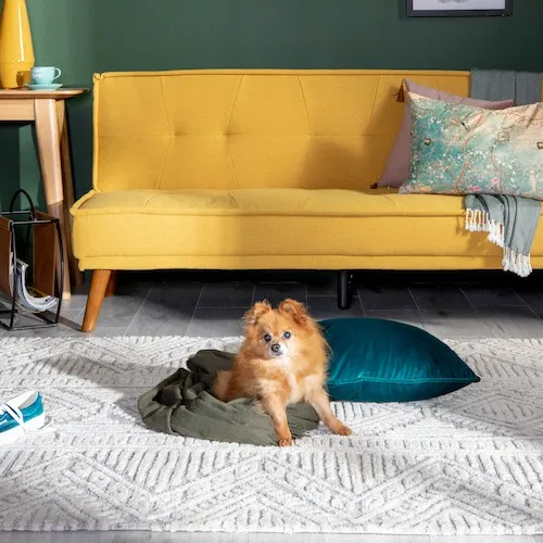 Little dog in front of yellow sofa bed from EZ Living Furniture.