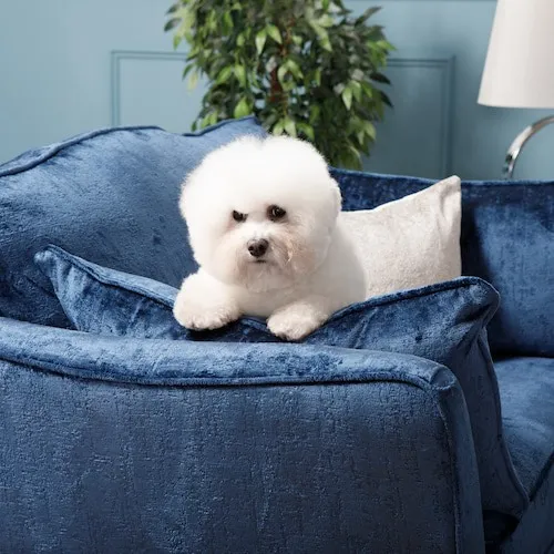 Dog on sofa
