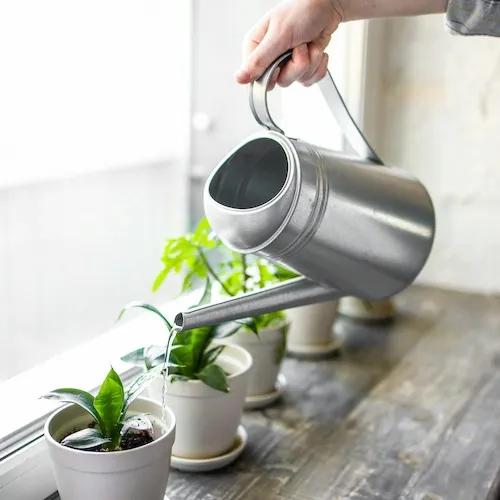 Watering plants