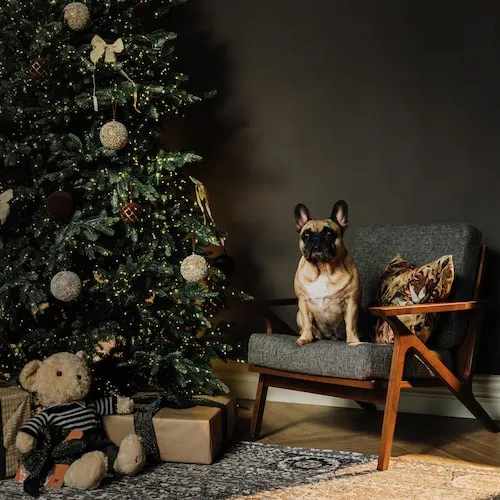 Christmas tree with dog sitting on chair next to it.
